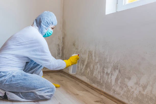 Licensed Black Mold Removal service in Todd, PA - WQB Mold Removal