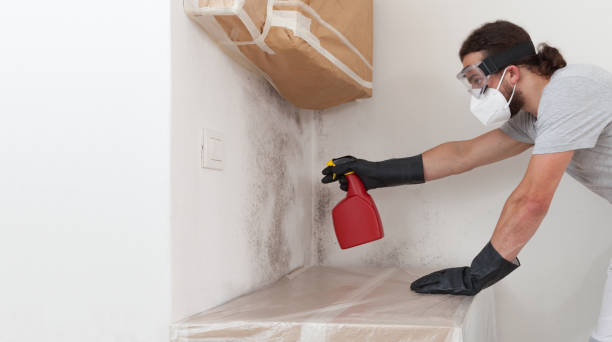Professional Black Mold Removal technician working in Todd, PA