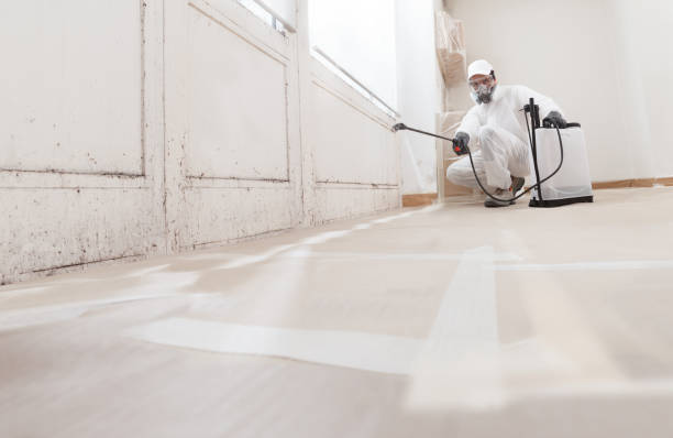 24/7 Emergency Black Mold Removal experts in Todd, PA