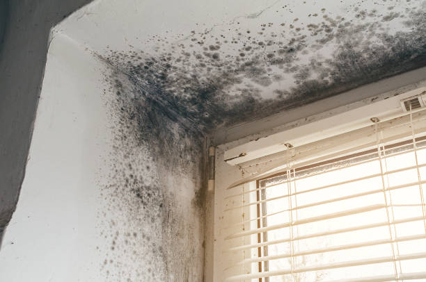 Affordable Black Mold Removal solutions in Todd, PA