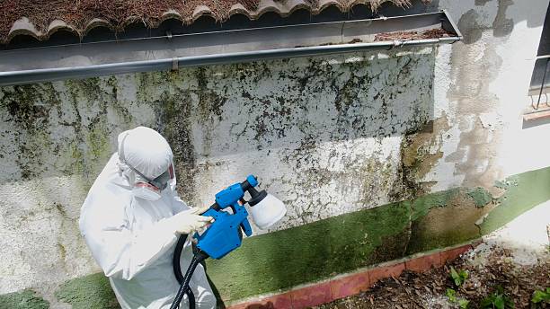 Top rated local Black Mold Removal specialists in Todd, PA